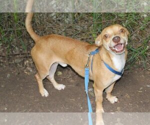Darshan - Male Jack Chi Dog for Adoption - Photo #4