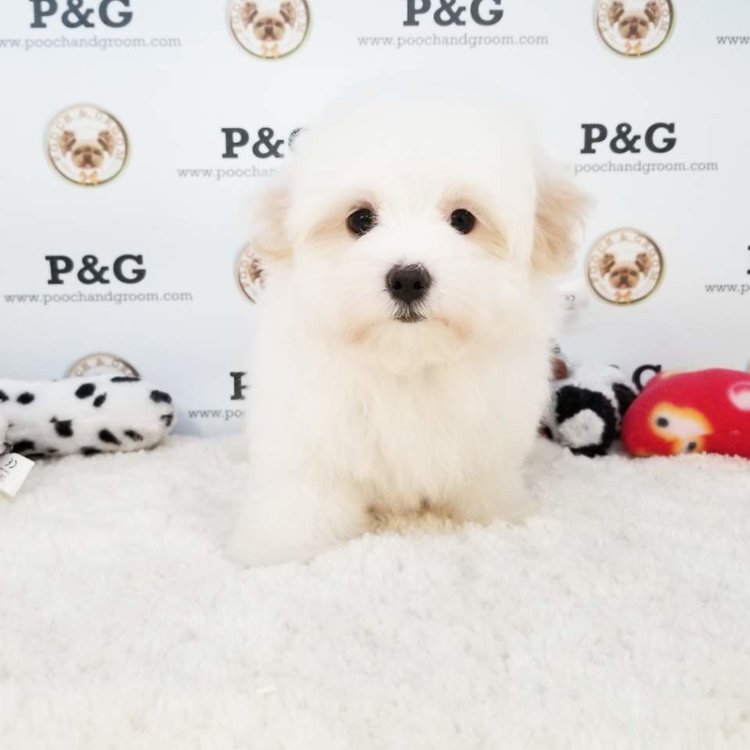 Medium Photo #1 Maltese Puppy For Sale in TEMPLE CITY, CA, USA
