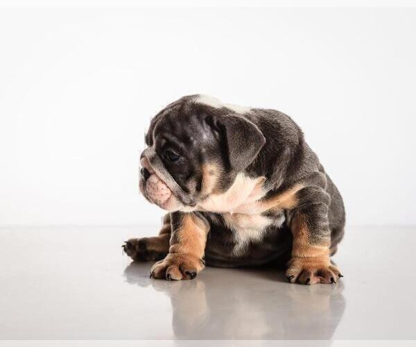 Medium Photo #2 Bulldog Puppy For Sale in DULUTH, GA, USA