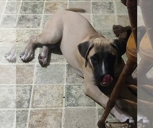 Daniff-Mastiff Mix Puppy for sale in WICHITA, KS, USA
