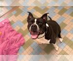 Small #1 American Pit Bull Terrier Mix
