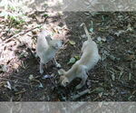 Small #23 Labrador Retriever Mix