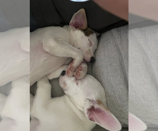 Medium Photo #8 American Pit Bull Terrier-Unknown Mix Puppy For Sale in Sandy, UT, USA