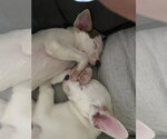 Small #7 American Pit Bull Terrier Mix