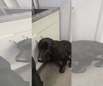 Small #3 Labrador Retriever Mix