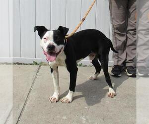 American Staffordshire Terrier-Unknown Mix Dogs for adoption in Louisville, KY, USA