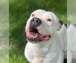 Small #2 Boxer Mix