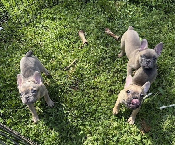 Medium Photo #2 French Bulldog Puppy For Sale in SACRAMENTO, CA, USA