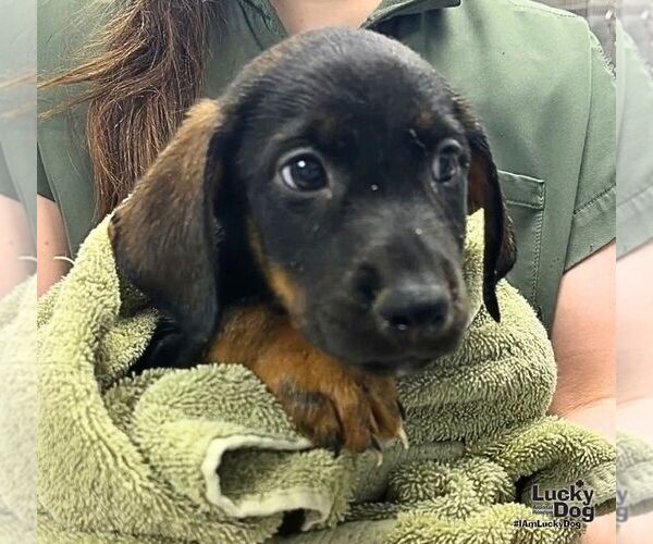 Medium Photo #3 Labrador Retriever-Unknown Mix Puppy For Sale in Washington, DC, USA