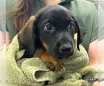 Small Photo #3 Labrador Retriever-Unknown Mix Puppy For Sale in Washington, DC, USA