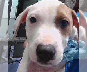 Mutt Dogs for adoption in Tulsa, OK, USA