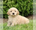 Small #2 Golden Retriever