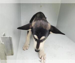 German Shepherd Dog Dogs for adoption in Houston, TX, USA