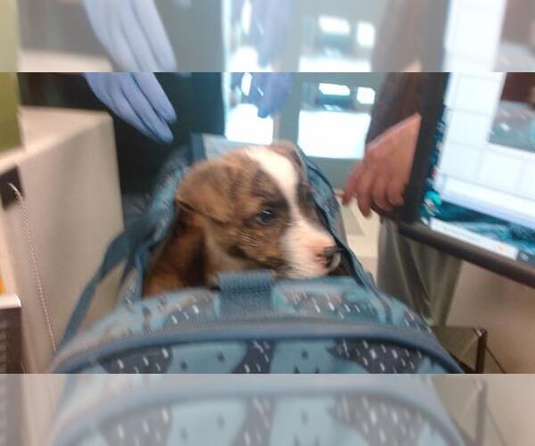 Medium Photo #1 Rat Terrier-Unknown Mix Puppy For Sale in Oklahoma City, OK, USA