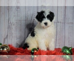 Poodle (Miniature)-Sheepadoodle Mix Puppy for sale in FREDERICKSBG, OH, USA
