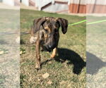 Small #1 Doberman Pinscher Mix