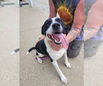 Small #2 Labrador Retriever Mix