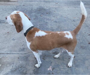 Tobi - Male Beagle Dog for Adoption - Photo #3