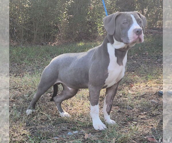 Medium Photo #5 American Pit Bull Terrier-Unknown Mix Puppy For Sale in Wetumpka, AL, USA