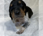 Small Photo #14 Black and Tan Coonhound-Bluetick Coonhound Mix Puppy For Sale in OAK HILLS, CA, USA