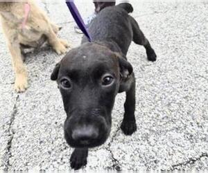 Poodle (Standard) Dogs for adoption in Houston, TX, USA