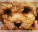 Puppy 3 Shih-Poo