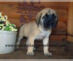 Small #2 Mastiff