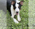 Small Australian Kelpie Mix