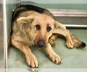 German Shepherd Dog-Unknown Mix Dogs for adoption in Moreno Valley, CA, USA