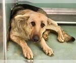 Small German Shepherd Dog Mix