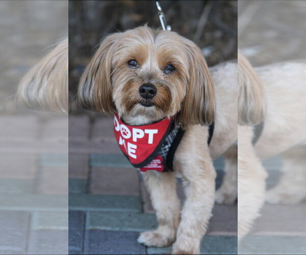 Medium Photo #5 Maltese-Unknown Mix Puppy For Sale in Mission Viejo, CA, USA