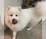 Small Photo #12 Samoyed Puppy For Sale in DALY CITY, CA, USA