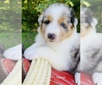 Small Photo #33 Australian Shepherd Puppy For Sale in ARBA, IN, USA