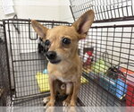 Small Chihuahua