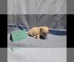 Small Photo #4 Maltipoo Puppy For Sale in BROOKFIELD, MO, USA