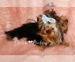 Small Photo #2 Yorkshire Terrier Puppy For Sale in PFLUGERVILLE, TX, USA