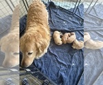 Small Photo #1 Golden Retriever Puppy For Sale in RIVERSIDE, CA, USA