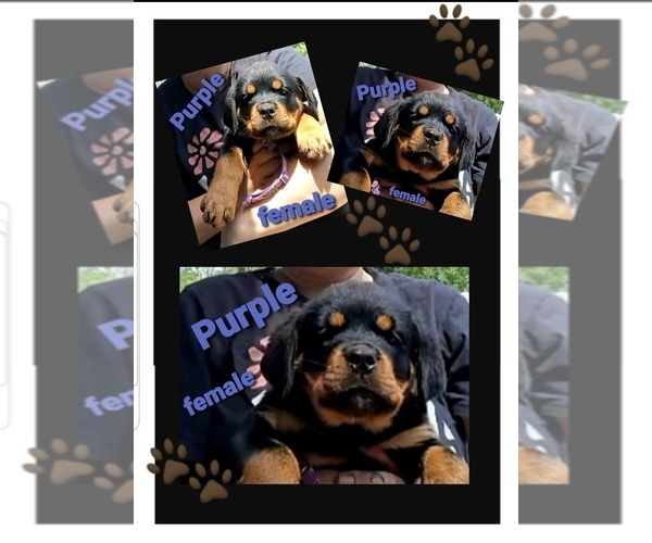 Medium Photo #1 Rottweiler Puppy For Sale in SHARPSVILLE, PA, USA