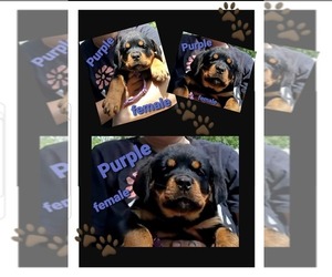 Medium Rottweiler