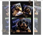 Puppy Puppy 4 Rottweiler