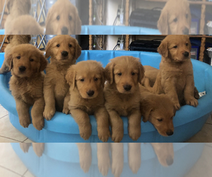 Golden Retriever Puppy for sale in SANTA ANA, CA, USA