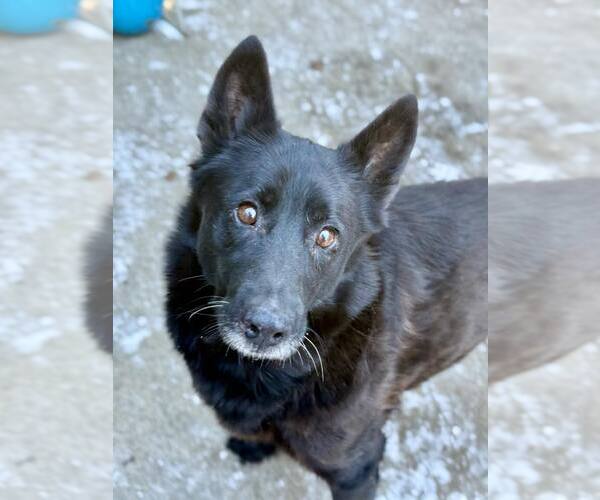 Medium Photo #2 German Shepherd Dog-Unknown Mix Puppy For Sale in Crete, IL, USA