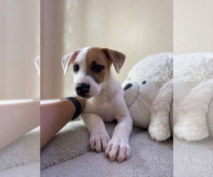 Mutt Dogs for adoption in miami, FL, USA