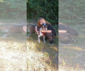 Miss Molly - Female German Shorthaired Pointer Dog for Adoption
