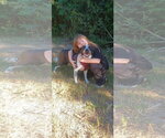 Miss Molly - Female German Shorthaired Pointer Dog for Adoption - Small photo