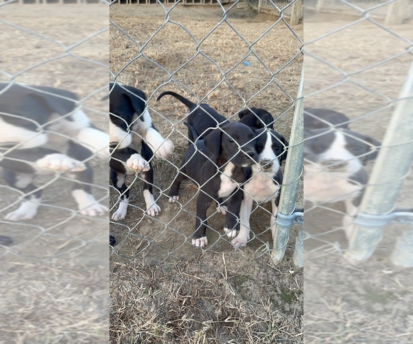 Medium Photo #1 Great Dane Puppy For Sale in DORTCHES, NC, USA