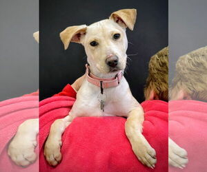 Mutt Dogs for adoption in Rockaway, NJ, USA