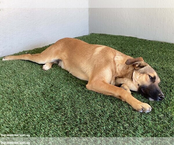 Medium Photo #5 Black Mouth Cur-Unknown Mix Puppy For Sale in San Diego, CA, USA