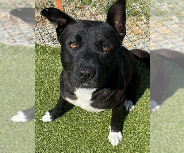 Medium Photo #2 German Shepherd Dog-Unknown Mix Puppy For Sale in Fayetteville, NC, USA