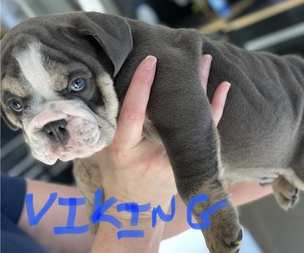Medium Photo #7 English Bulldog Puppy For Sale in BUCKEYE, AZ, USA